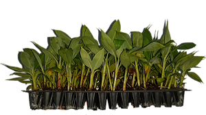 10 Mudas De Banana Da Terra Anã - Profissionais + Manual
