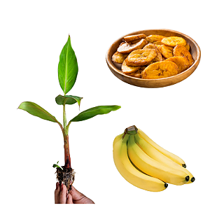 Kit 10 Mudas De Banana 4 Terra + 3 Maçã + 3 Nanica + Manual