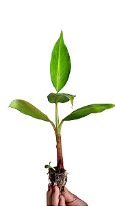 1 Muda De Banana Da Terra Anã - Profissional + Manual