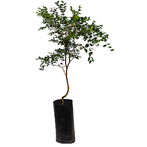 Muda De Jabuticaba Híbrida Paulista P/ Vaso E Solo + Manual