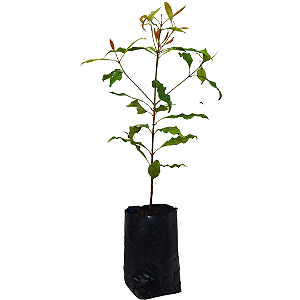 1 Muda De Cravo Da Índia - Alta Qualidade + Manual