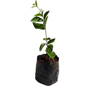 1 Muda De Acerola - Produtiva - Alta Qualidade + Manual