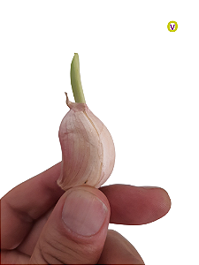 300 Sementes / Mudas De Alho Roxo - Alta Qualidade + Manual