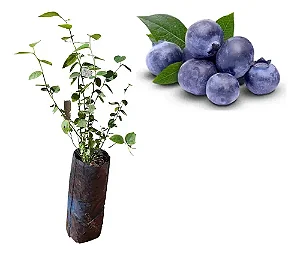 1 Muda De Mirtilo + 1 Muda De Uva + Manual!
