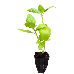 1 Muda De Manjericão Basílico Alta Qualidade + Manual