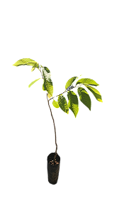 1 Muda De Atemóia Enxertada + Manual De Plantio