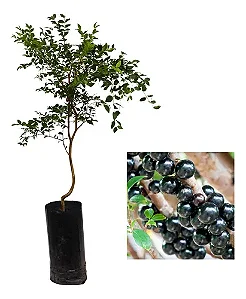 01 Muda De Jabuticaba Híbrida Paulista Produtiva + Manual!