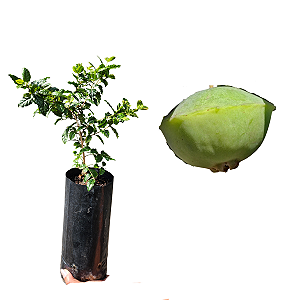 Muda De Cambuci - Frutífera - Alta Qualidade + Manual