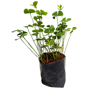 1 Muda De Trevo De 4 Folhas Cultivo Interno Em Residência