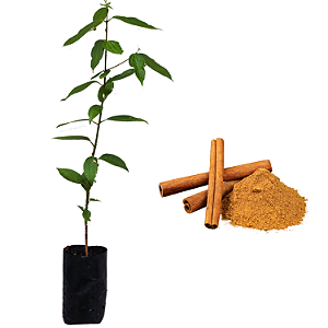 Kit 3 Mudas De Canela Da Índia - Alta Qualidade + Manual