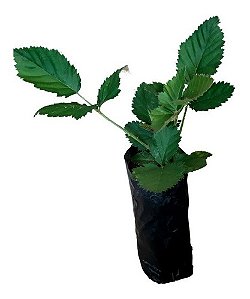 2 Mudas De Amora Preta Gigante Rubus  + Manual