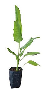 1 Muda De Açafrão / Cúrcuma + 1 Muda De Manjericão + Manual