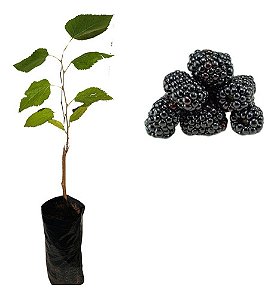 Muda De Amora Italiana Gigante - Alta Qualidade + Manual