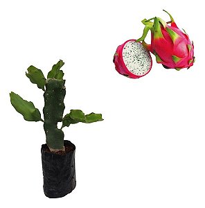 1 Muda De Pitaya Enraizada Luz Do Cerrado + Manual Plantio