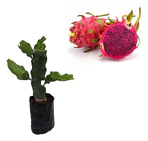 7 Mudas De Pitaya Enraizada Autofértil Royal Red - Roxa