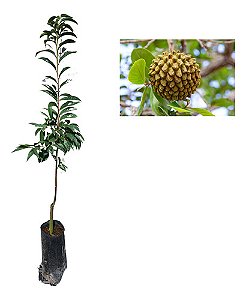 Muda De Araticum Profissional + Manual De Plantio