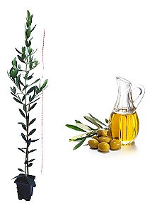 10 Mudas De Oliveira Azeitona Oliana Profissionais + Manual