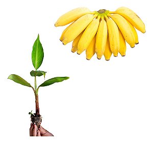 Kit 100 Mudas De Banana Maçã, Prata, Terra, Nanica + Manual