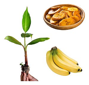 Kit 60 Mudas De Banana Terra, Maçã, Prata Ou Nanica + Manual