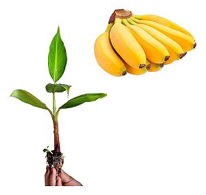 Kit 550 Mudas De Banana Terra, Maçã, Prata, Nanica + Manual