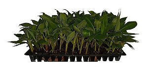 Kit 222 Mudas De Banana Terra Anã + Manual De Plantio