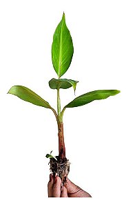 Kit 5 Mudas De Banana Maranhão + Manual De Cultivo