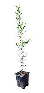 Kit 3 Mudas De Melaleuca - Orgânicas - Planta Medicinal