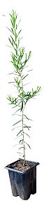 1 Muda De Melaleuca - Alta Qualidade - Planta Medicinal