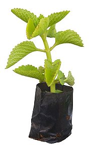 15 Mudas De Hortelã Pimenta - Planta Medicinal + Manual