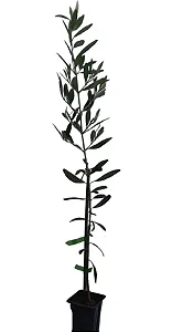 Kit Muda De Oliveira + Uva (adubo) + Maçã Eva + 1 Medicinal!