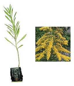 2 Mudas De Arnica - Alta Qualidade - Planta Medicinal