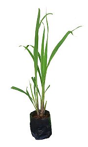 1 Muda De Erva Cidreira - Capim Limão - Planta Medicinal