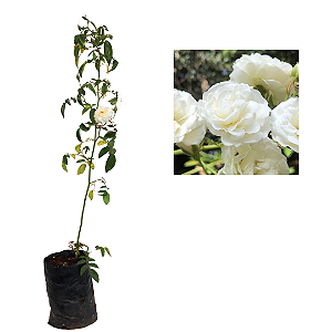 1 Muda De Rosa Branca - Medicinal + Manual De Plantio