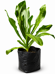 1 Muda De Calêndula - Planta Medicinal + Manual De Plantio