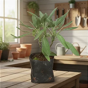 1 Muda De Sálvia Alta Qualidade - Planta Medicinal!