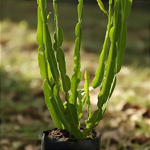 1 Muda De Carqueja Alta Qualidade - Planta Medicinal !