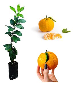 Kit - Mudas 1 Laranja Pêra + 1 Ponkan + 1 Pera + Manual