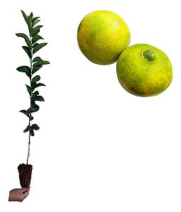 1 Muda De Laranja Champanhe Enxertada + Manual De Plantio