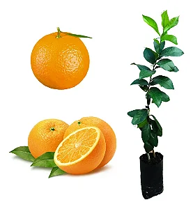 Kit 2 Mudas: 1 Laranja Pêra + 1 Ponkan Enxertadas + Manual de Plantio!