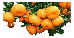 Kit - 10 Mudas - 4 Laranja + 4 Limão + 2 Ponkan + Manual