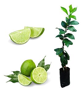 Kit  2 Mudas De Laranja Pêra + 2 Ponkan + 2 Taiti + Manual