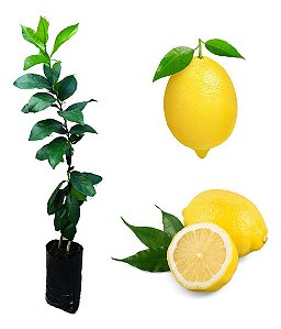 1 Muda De Limão Siciliano + 1 Muda Tahiti + 2 Mudas Oliveira