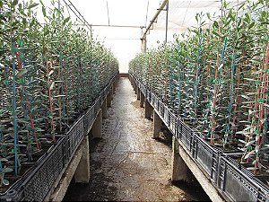 10 Mudas De Oliveira Azeitona Picual + Manual De Plantio!