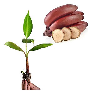 Kit 10 Mudas De Banana São Tomé - Alta Qualidade + Manual Bordô