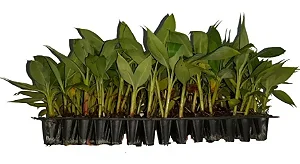 Kit 50 Mudas De Banana Nanica Williams + Manual De Plantio!