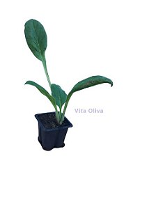 Mudas de Plantas Medicinais - Diversas + Manual de Plantio
