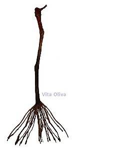 10 Mudas de Uva/Videira  Produtivas - BRS VITÓRIA (Legítima EMBRAPA)