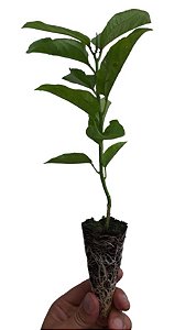 5 Mudas de Maracujá Azedo Amarelo - Mudas de Alta Qualidade