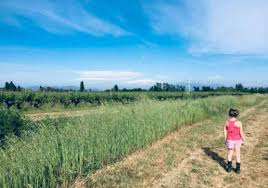 NATURE WINES CAIXA SOMENTE DE 06 GARRAFAS DENTRO DESTA CATEGORIA E GANHE 01 GARRAFA SURPRESA - LAZY Pét-Nat CHARDONNAY 2025