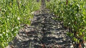 NATURES WINES - NOVIDADE - QUINTA DA SEQUEIRA ECOS TINTO 2021